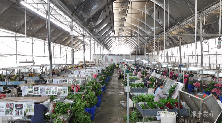 禄丰：一朵鲜花开出的幸福路