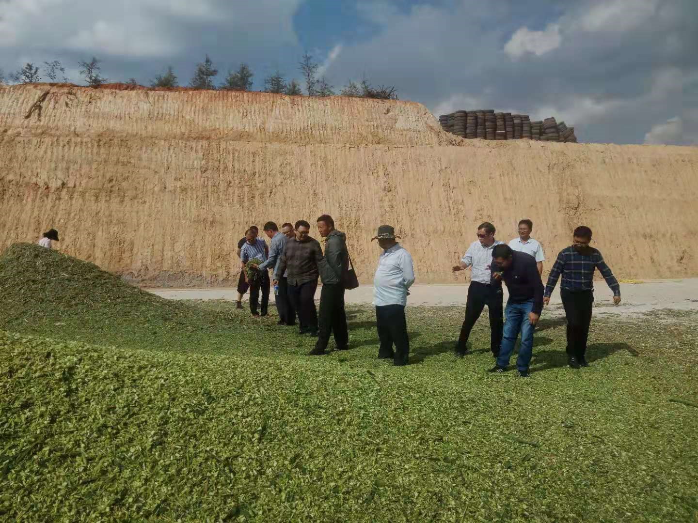 各位领导参观和平奶牛项目基地正在加工的青储饲料公司董事长郭树发向