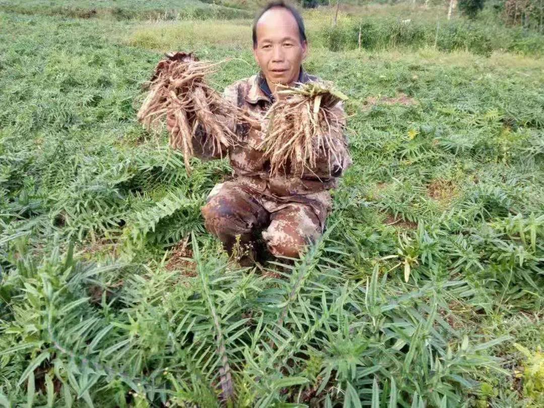 67一平浪镇杞栽村小野草撬动致富大产业