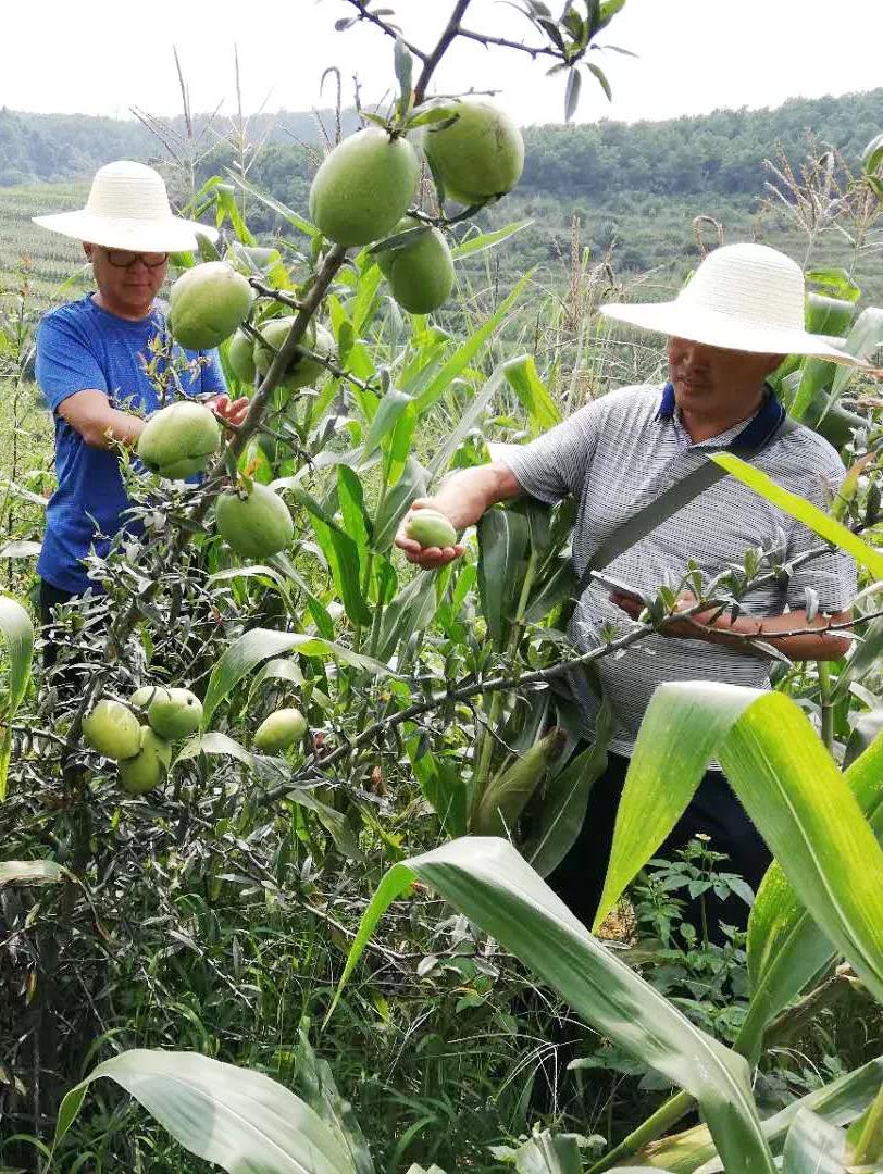 土官鎮白花木瓜試種成功