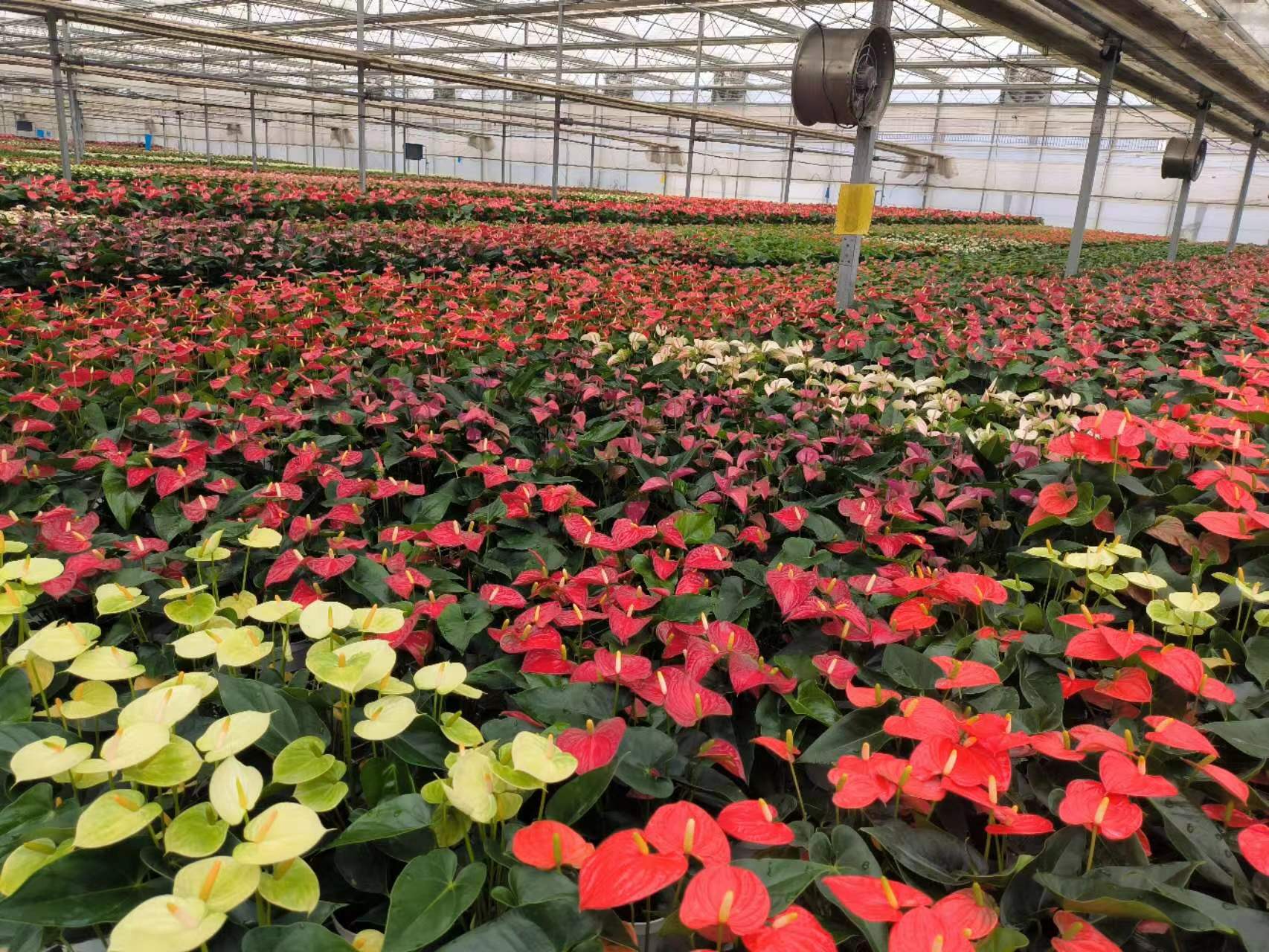 微信图片_2023010410130210.jpg 微信图片_2023010410130210.jpg